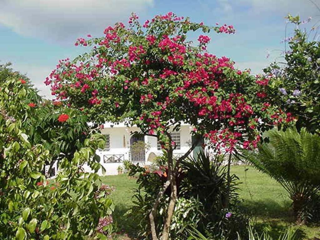 Great Escape And Breakfast Inn Vieques Buitenkant foto